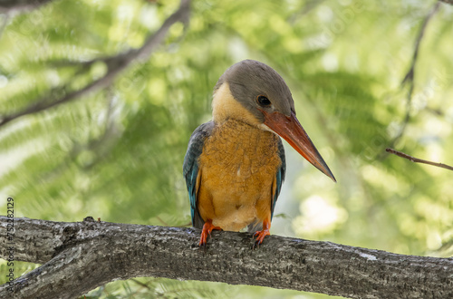 Obraz na płótnie Stork-billed kingfisher childhood on the branch of a tree. w salonie