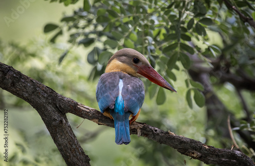 Obraz na płótnie Stork-billed kingfisher childhood on the branch of a tree. w salonie