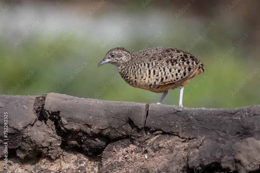 Barred Buttonquail on the ground animal portrait.