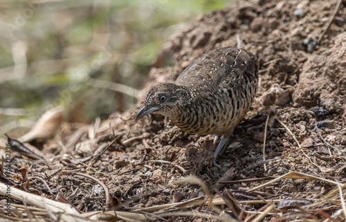 Barred Buttonquail on the ground animal portrait.