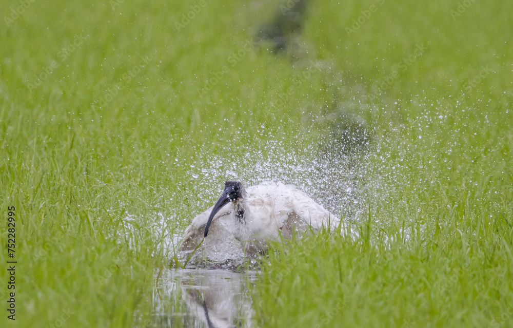 Black-headed Ibis .Bathing in a rice field furrow.