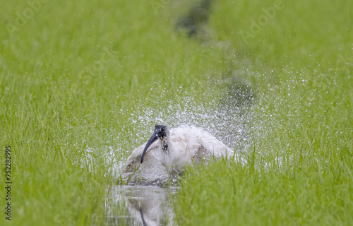 Obraz na płótnie Black-headed Ibis .Bathing in a rice field furrow. w salonie