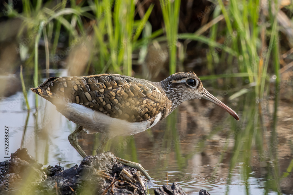 greater painted-snipe on the ground close up shot ( Animal portrait ).