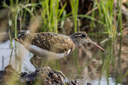 Obraz na płótnie greater painted-snipe on the ground close up shot ( Animal portrait ). w salonie