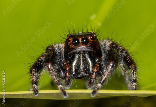 Jumping spiders animal portrait close up shot.