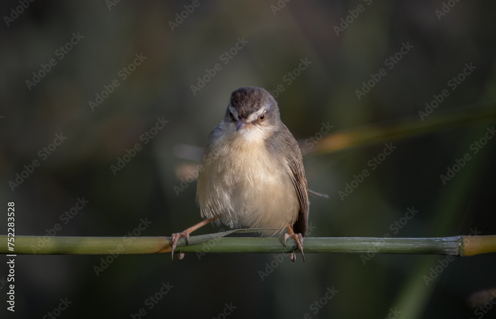 Plain Prinia on the branch animal portrait.