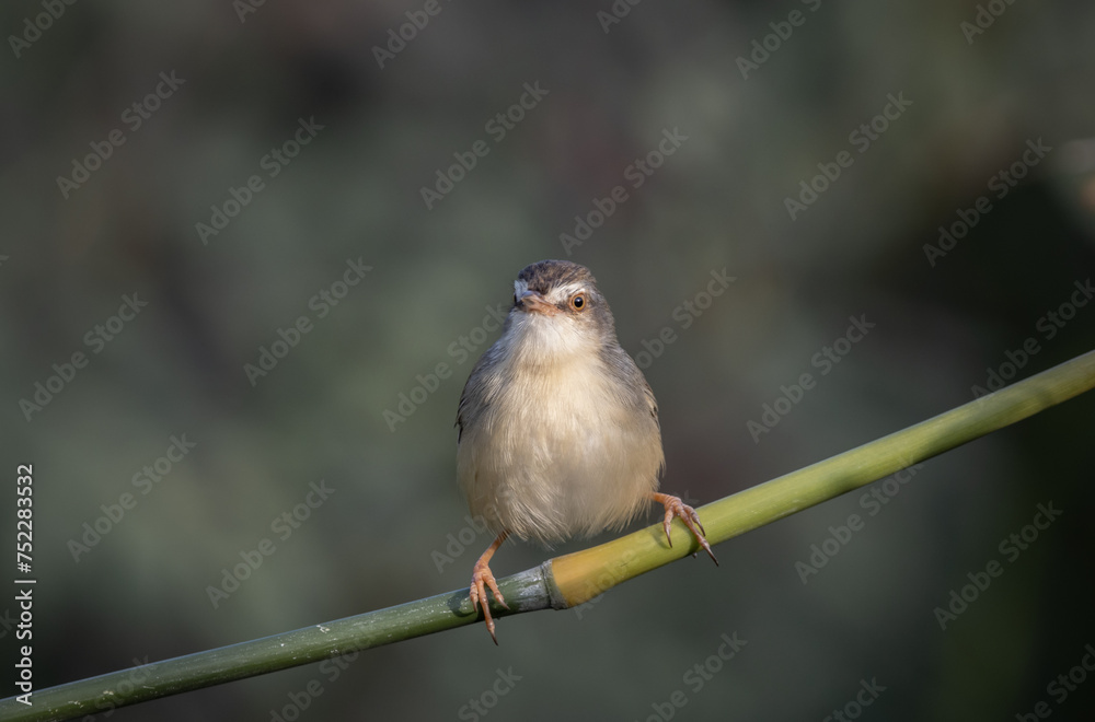 Plain Prinia on the branch animal portrait.
