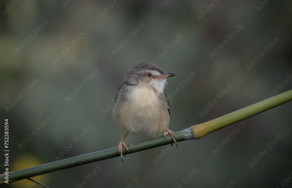 Plain Prinia on the branch animal portrait.