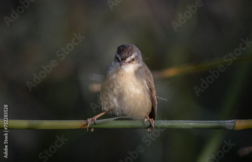 Obraz na płótnie Plain Prinia on the branch animal portrait. w salonie