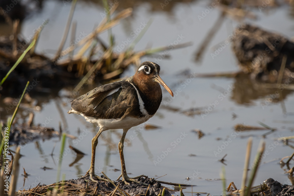 Greater Painted-snipe on the ground close up shot ( Animal portrait ).