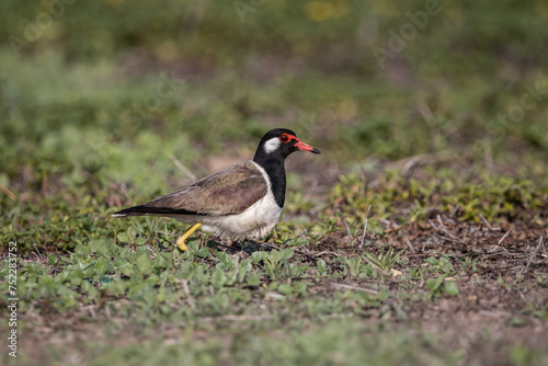 Red-wattled Lapwing on ground animal portrait.