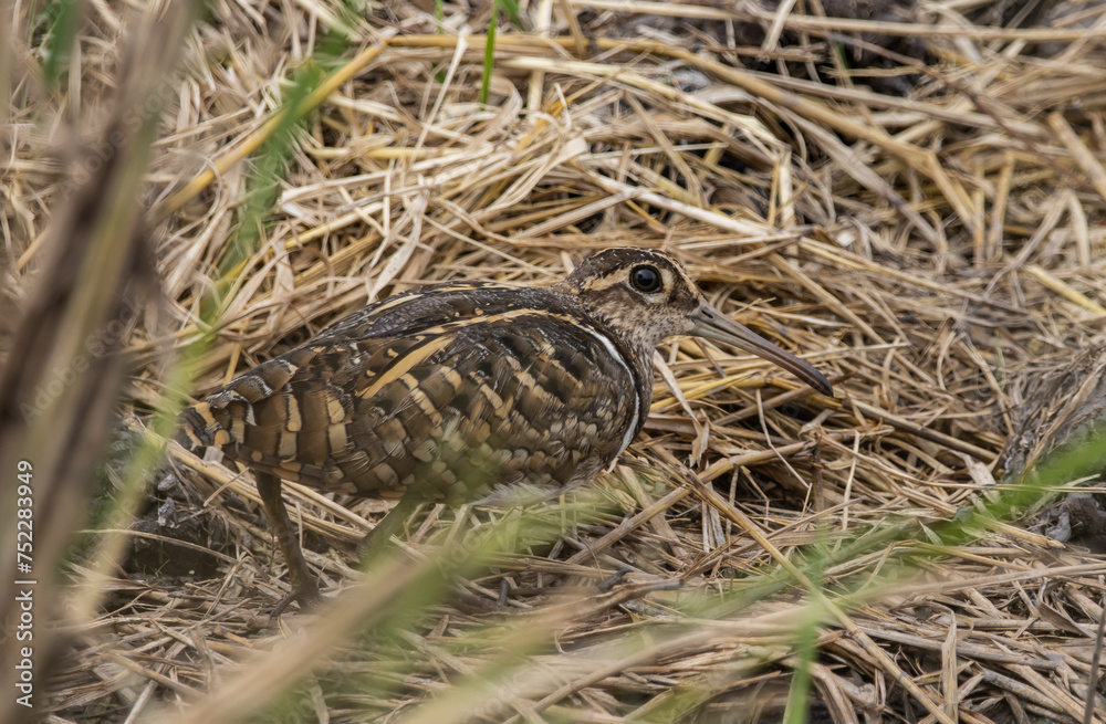greater painted-snipe on the ground close up shot ( Animal portrait ).