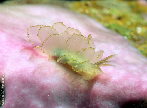 Butterfly cyerce nudibranch, Elegant Sapsucking Slug, Cyerce elegans is a species of sacoglossan sea slug, a shell-less marine opisthobranch gastropod mollusk AMP Alghero, Capo Caccia. Sardinia. Italy photo