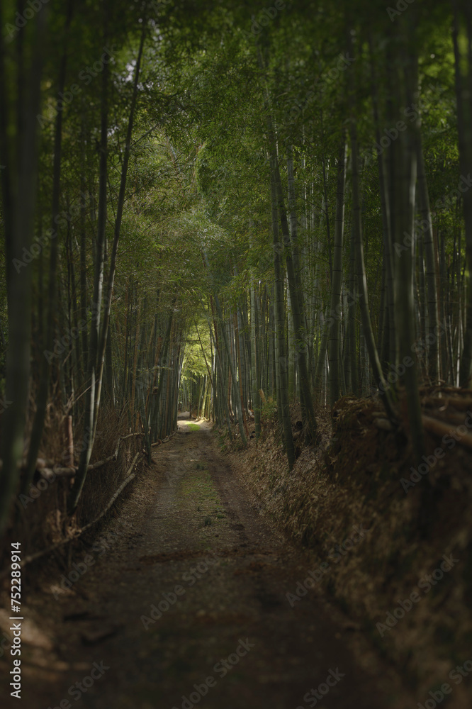 Fototapeta premium Kyoto, a bamboo forest road