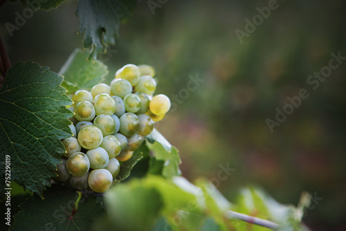 Photos A bunch of green grapes in close-up