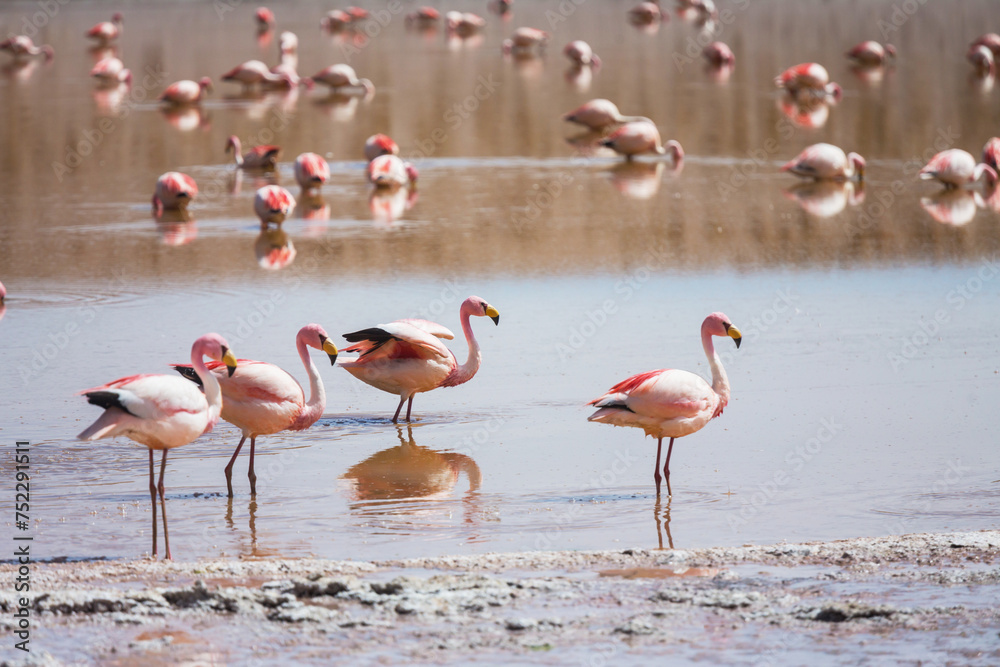 Obraz premium Flamingo in Bolivia