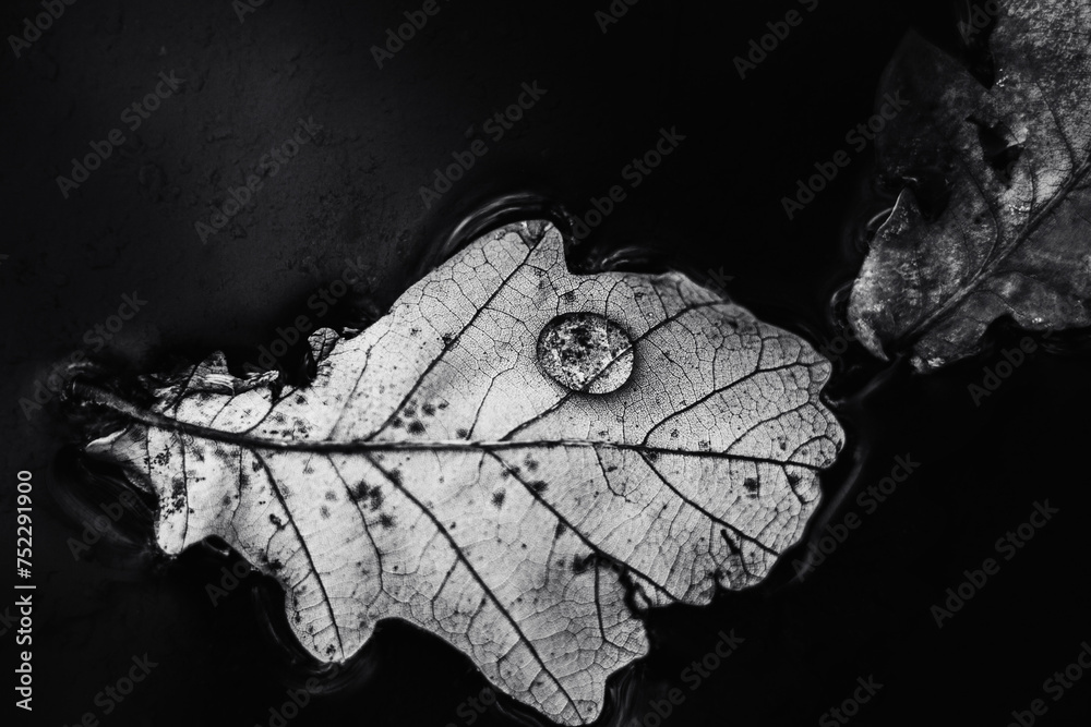 Fototapeta premium Czarno-białe zdjęcie liści dębu unoszących się na powierzchni kałuży po burzy. Dni są pochmurne i szare, a liście zaczynają opadać.