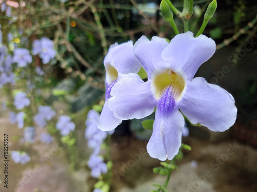 The beautiful Thunbergia grandiflora flowers in the garden: Common names include Bengal clock vine, Bengal trumpet, blue skyflower, blue thunbergia,  photo