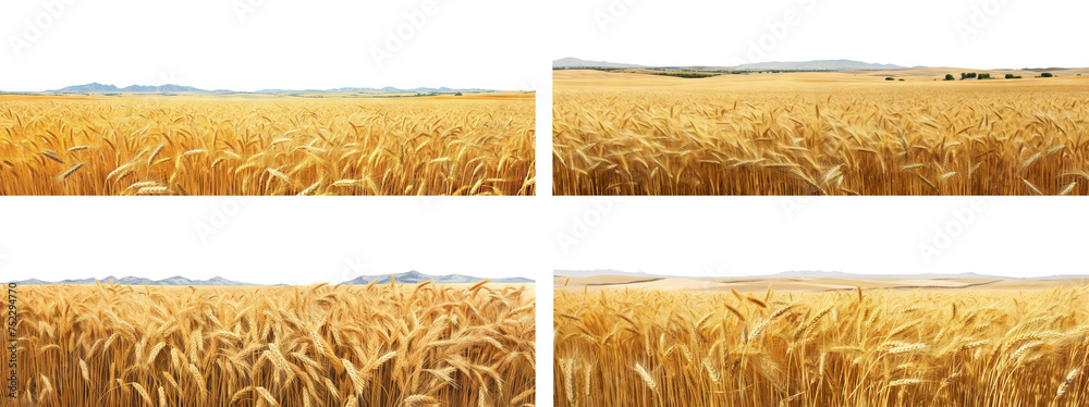 Set of endless ripe wheat fields, cut out - obrazy, fototapety, plakaty 