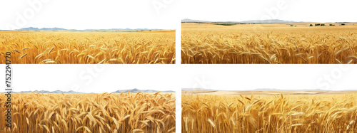 Set of endless ripe wheat fields, cut out