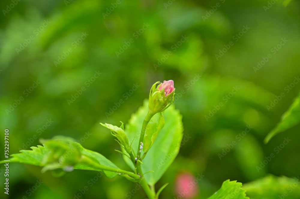 Close-up of Hibiscus flowers in the garden. Pink and red hibiscus flowers with green leaves in rural. Flower and plant. Close-up of Hibiscus flowers in the garden. Pink and red hibiscus flowers with green leaves in rural. Flower and plant.
