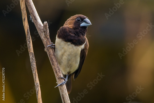 The Javan munia (Lonchura leucogastroides) is a species of estrildid finch native to southern Sumatra, Java, Bali and Lombok islands in Indonesia photo