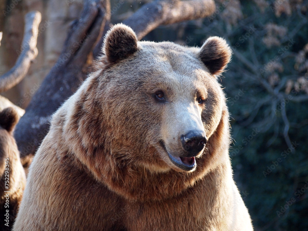 Closeup portrait of a brown bear