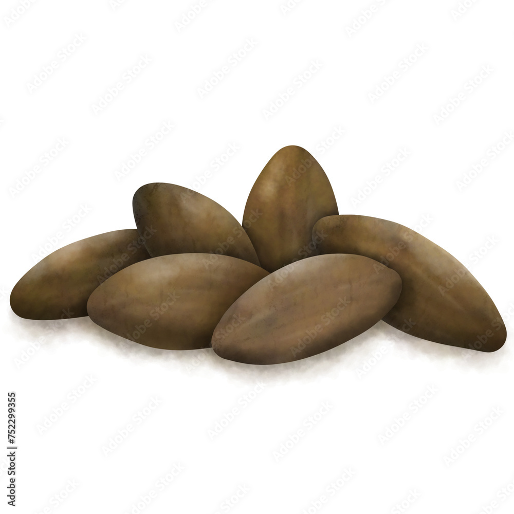 Obraz premium Cocoa beans, seed, cacao set