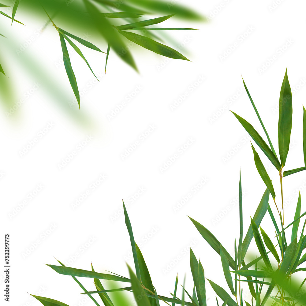 Fototapeta premium Bamboo green fresh leaves isolated. Floral corners element universal use
