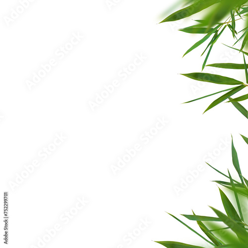 Bamboo green fresh leaves isolated. Floral element universal use