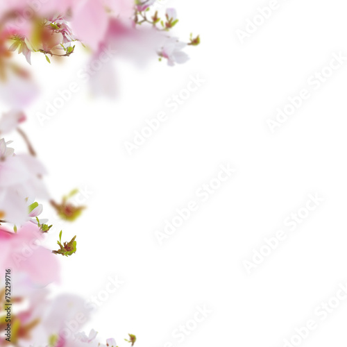 Fresh pink magnolia flowers border isolated on white background