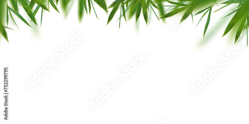 Bamboo fresh leaves isolated. Floral border element