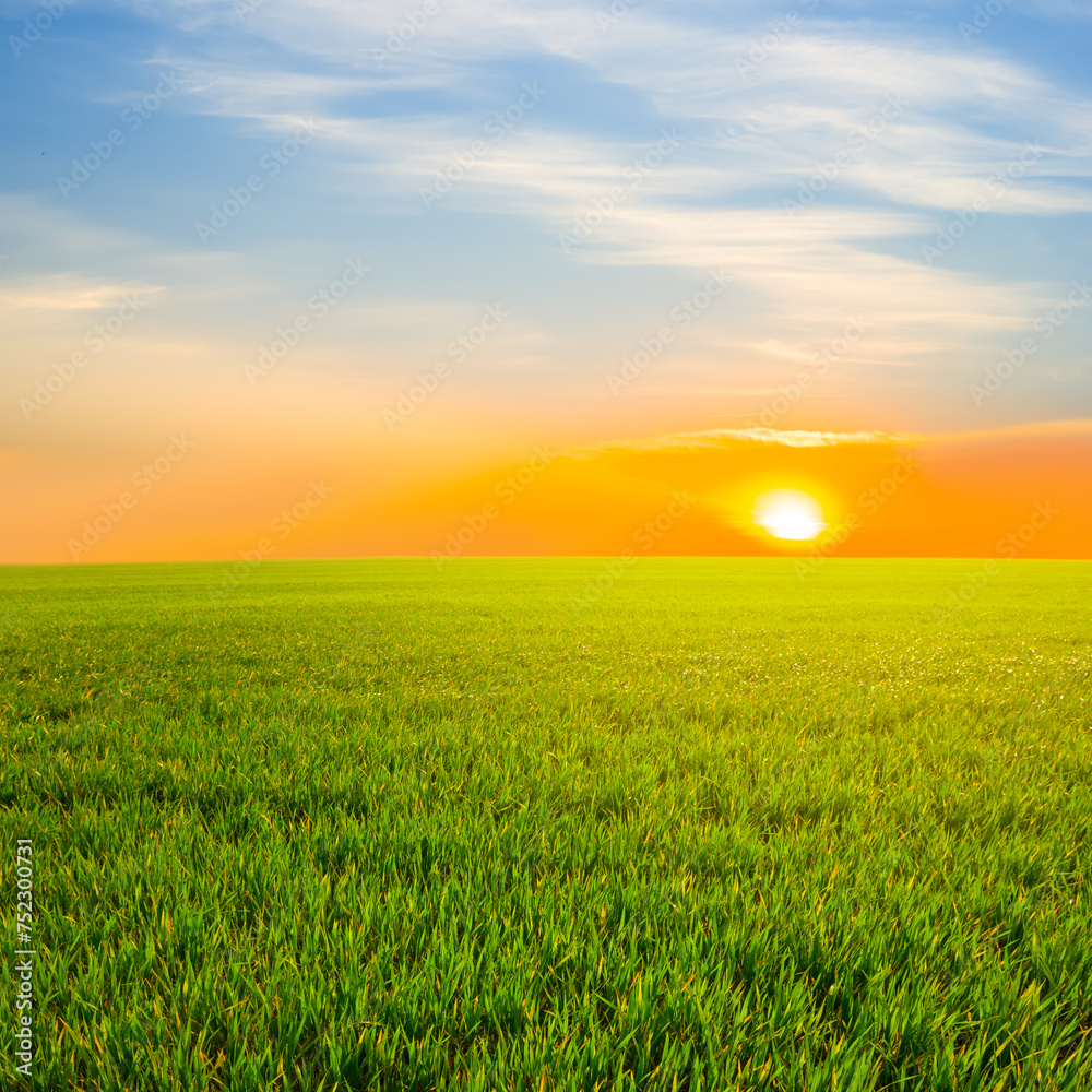 green rural field at the dramatic sunset green rural field at the dramatic sunset