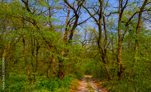 ground road through the spring forest, seasonal outdoor scene © Yuriy Kulik