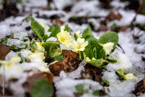 Primroses blossomed under the snow