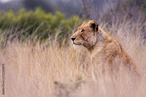Lioness Watch