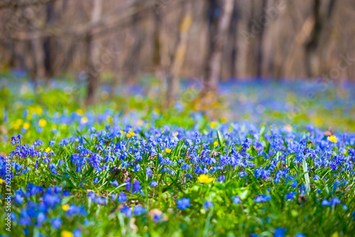 closeup blue snowdrop Scilla flowers on forest glade, spring outdoor scene