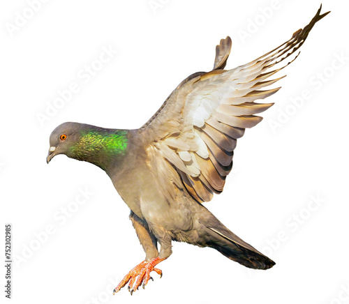 flying domestic pigeon isolated on white background, bird action on the flight of landing with full legs and wings spand out.