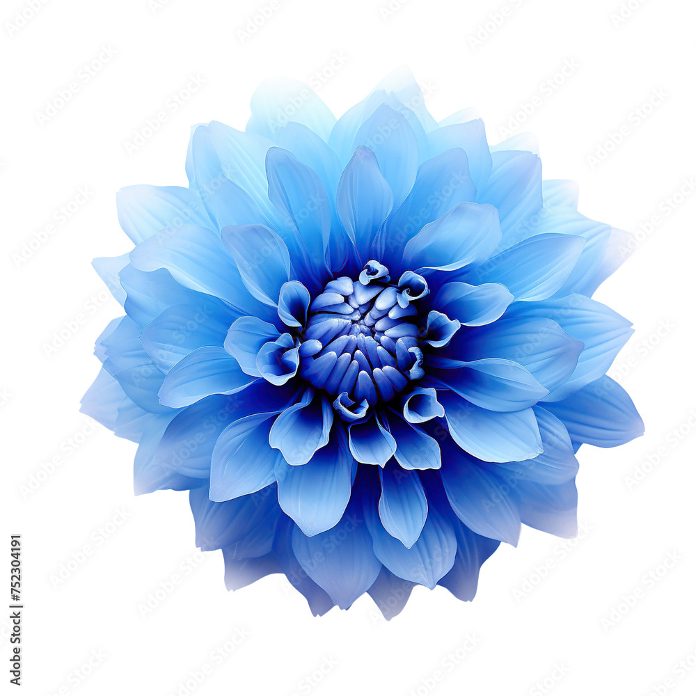 Blue flower isolated on white or transparent background