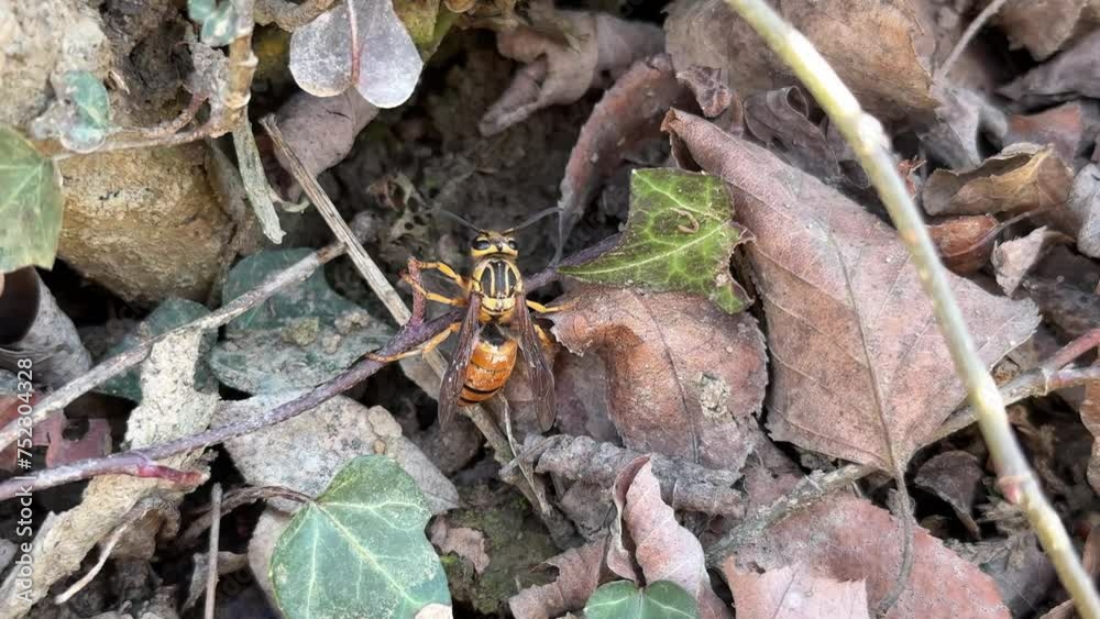 A European hornet emerges from his underground nest in early Spring. A European hornet emerges from his underground nest in early Spring.