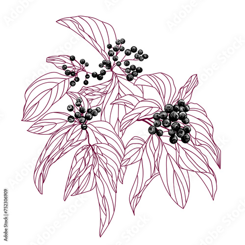 Vector illustration of a branch of wild berries Cornus sanguinea in engraving style