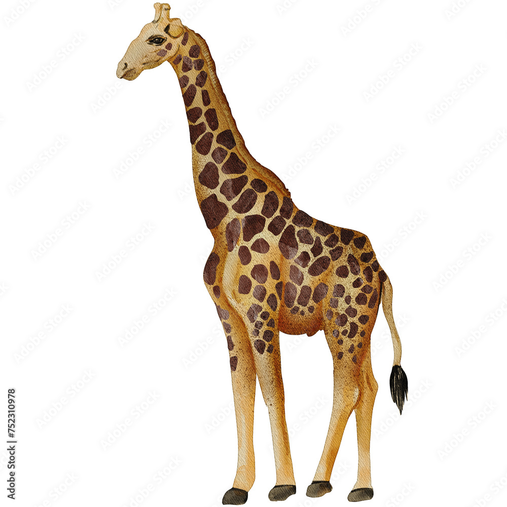 watercolor giraffe painting clip art, animal illustration png
