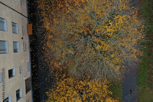 Tree in autumn from above