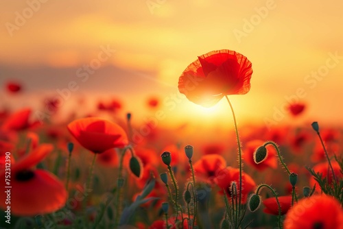 Beautiful nature background with red poppy flower poppy in the sunset in the field. Remembrance day, Veterans day, lest we forget concept.