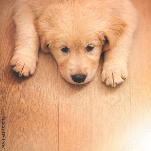 Dog, portrait and rest with wood, floor and paw or sad with pet at home or house. Golden retriever, animal and puppy with sleepy, bored or depressed from exhausted play or unhappy from high angle
