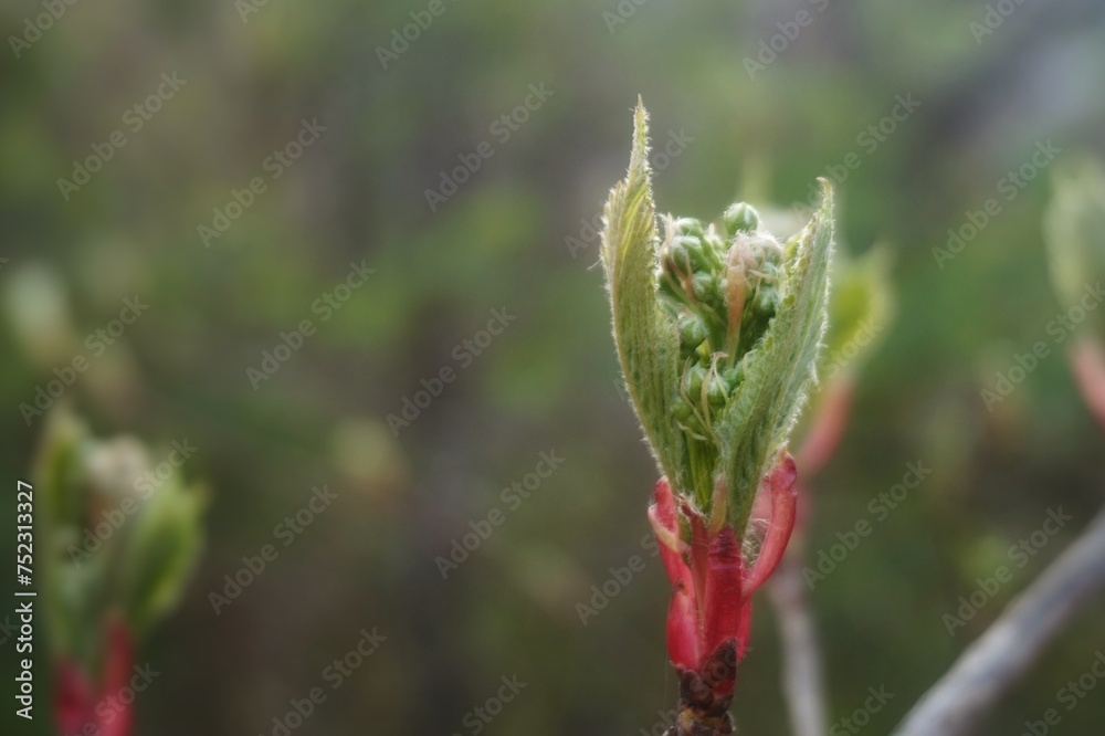 Close-up swelling buds and small leaves of a young plant Close-up swelling buds and small leaves of a young plant