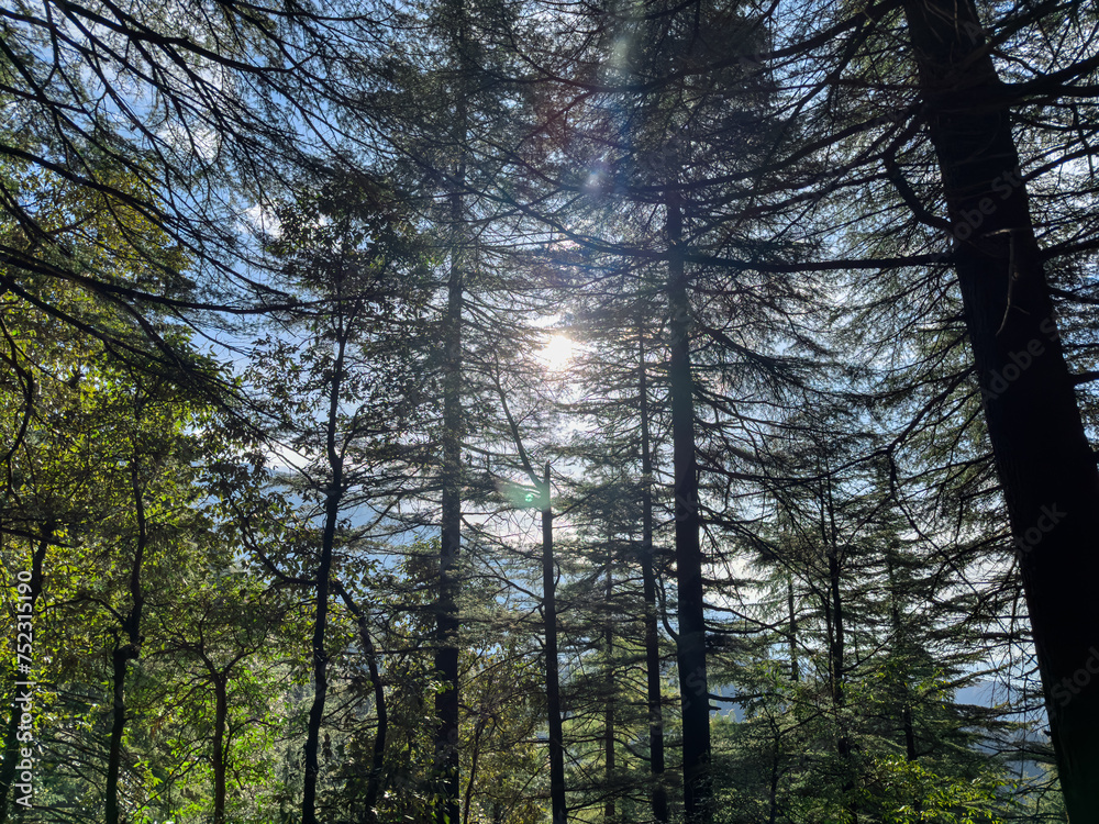 Obraz premium The sun shining through a forest of trees on a winter morning
