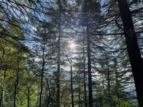 The sun shining through a forest of trees on a winter morning © Hein van Tonder