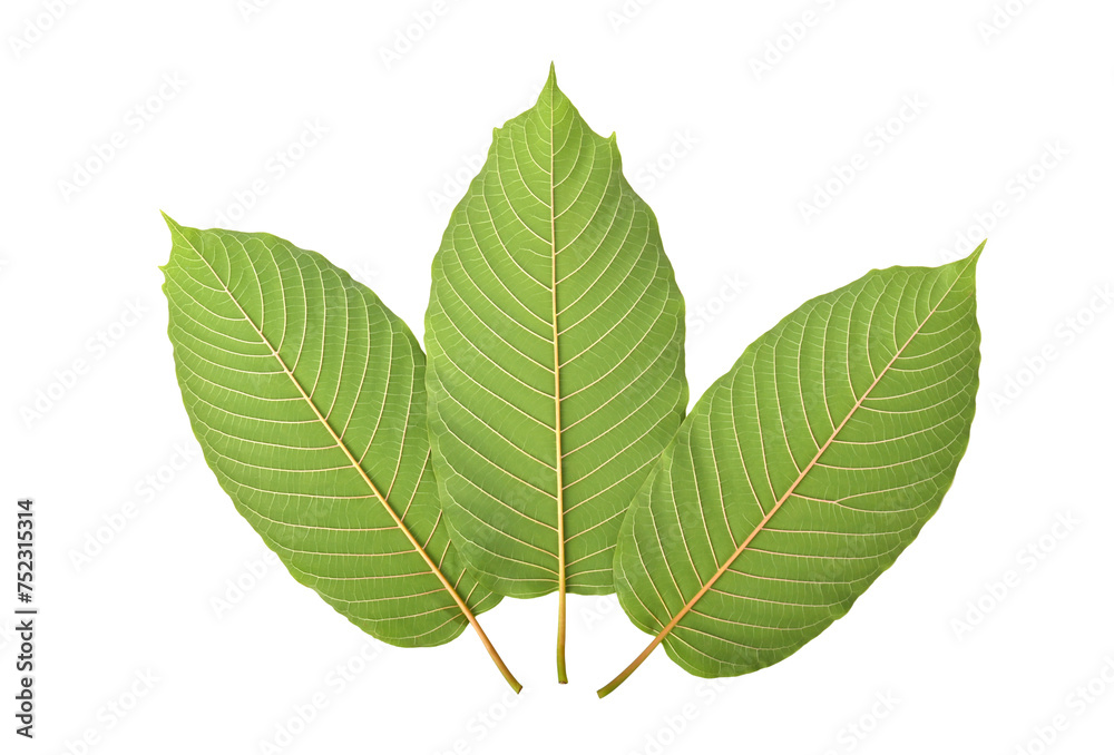 Fototapeta premium Mitragyna speciosa, kratom leaves on transparent png. Top view