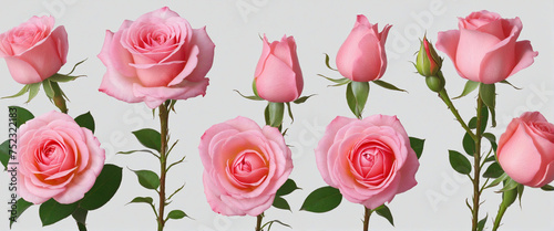 Blooming stages of rose flower on white background photo